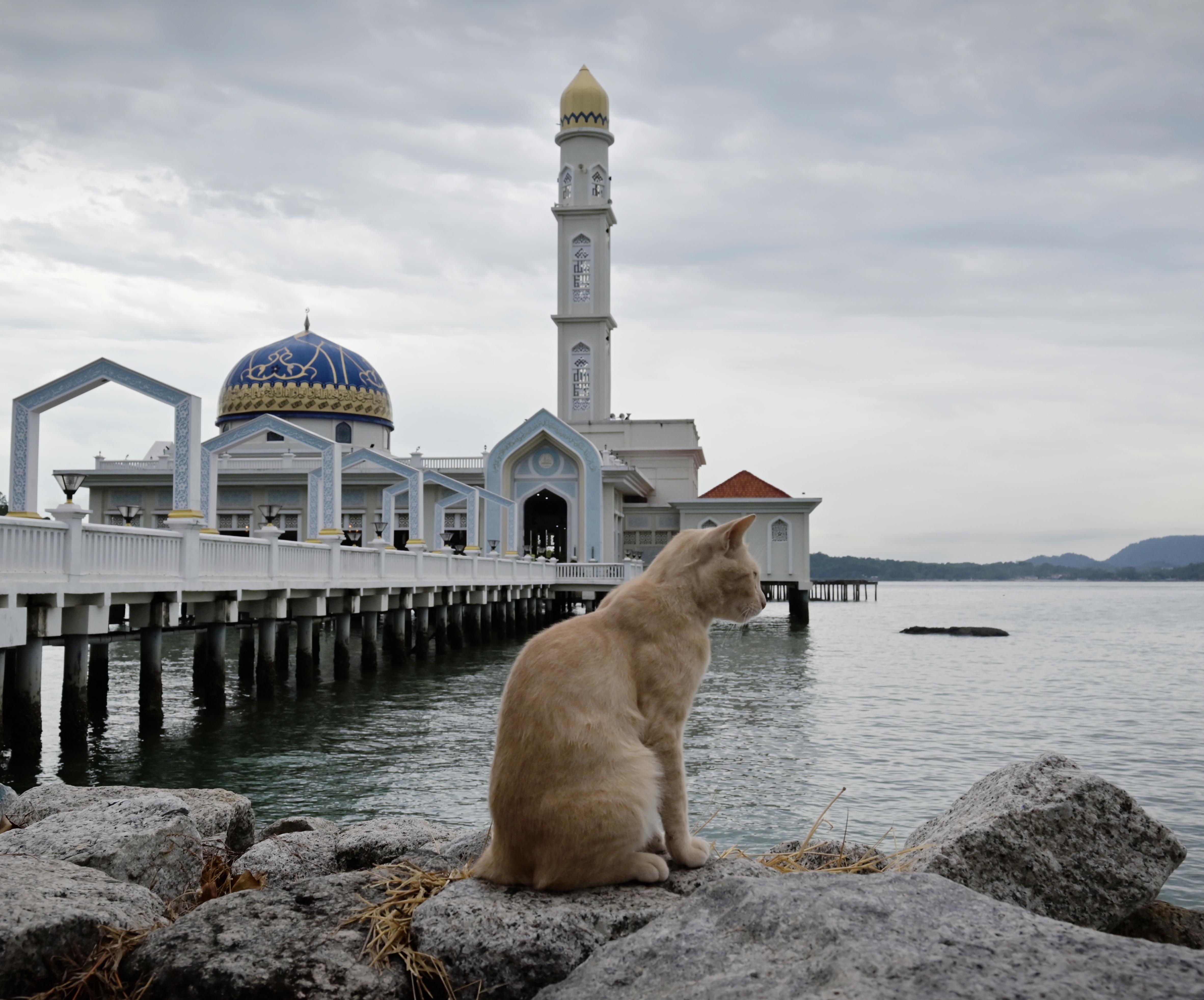 水上清真寺和小猫